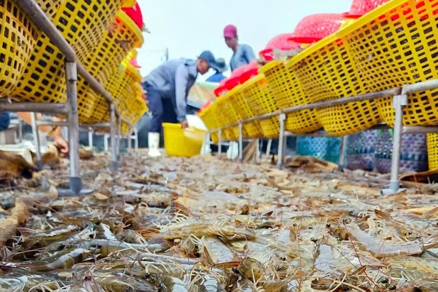 Nông dân Cà Mau đổi đời nhờ nuôi tôm tuần hoàn