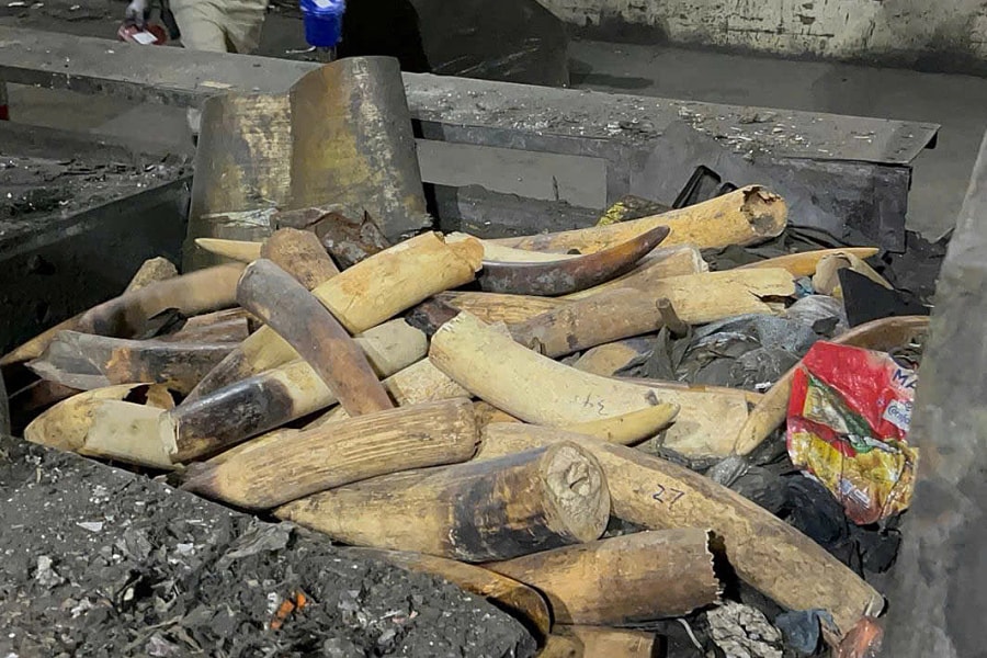 Tiêu hủy hơn 600 kg ngà voi buôn lậu từ châu Phi