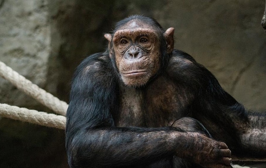 Vụ kiện 'đòi quyền con người cho tinh tinh' ở Mỹ