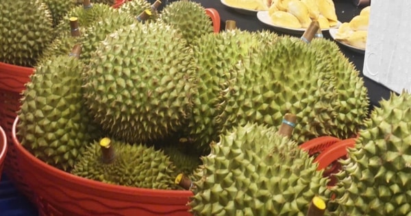 Giá sầu riêng hôm nay 23-10: Thêm lý do khiến giá sầu riêng giảm mạnh