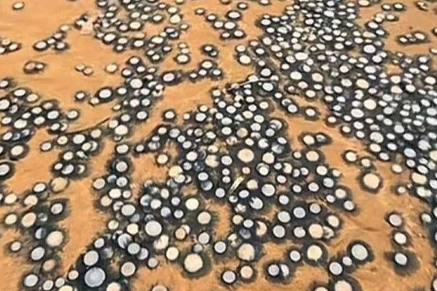 Bãi biển phủ kín dải "đồng xu bạc" dài 2km, chuyên gia cảnh báo có độc