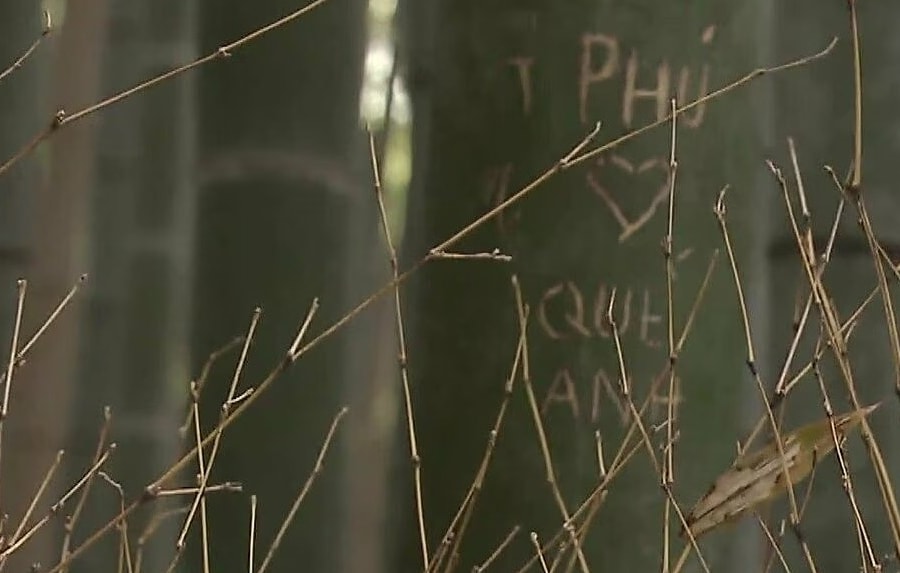 Rừng tre nổi tiếng Nhật Bản bị khắc chữ chi chít