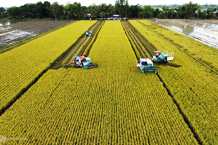 Thí điểm 15 mô hình trồng lúa, mía bán tín chỉ carbon đến 2035