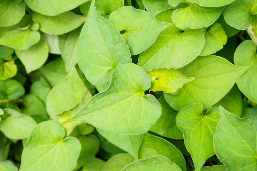 Trẻ nhỏ ăn rau diếp cá có giúp phòng bệnh hô hấp?