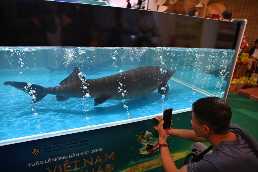 Người dân thích thú chiêm ngưỡng cá tầm nặng 50 kg 'gây sốt' tại Tuần lễ Nông sản 2025