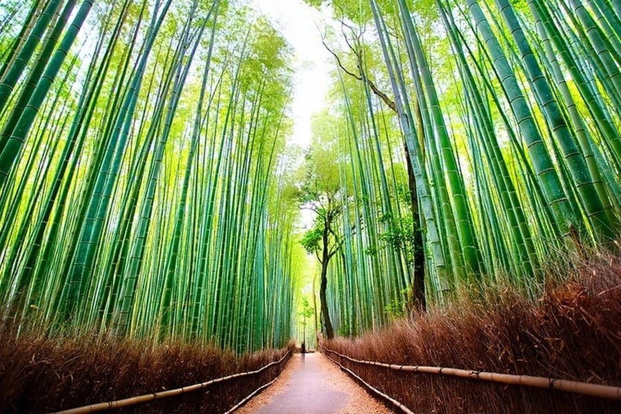 Rừng tre nổi tiếng ở Nhật Bản bị khắc chữ chi chít