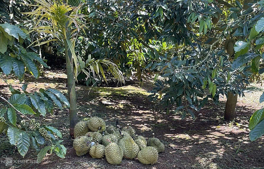 Gần 2.000 container sầu riêng xuất khẩu mắc kẹt vì tạm ngừng xét nghiệm