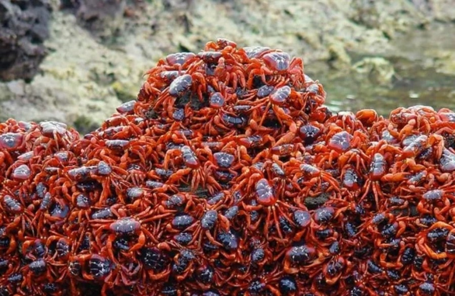 Hàng chục triệu cua đỏ bắt đầu cuộc di cư hàng năm