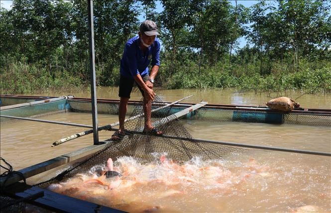 Đồng Nai còn nhiều dư địa bứt phá thành vùng sản xuất thủy sản công nghệ cao