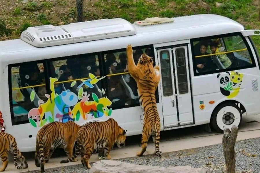 Vườn thú tìm người có tinh thần thép cho hổ ăn, lương 185 triệu đồng/tháng