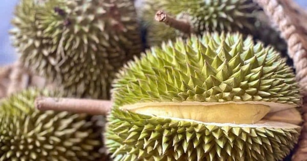 Đề nghị các phòng kiểm nghiệm Cadimi và Vàng O trong sầu riêng chạy hết công suất