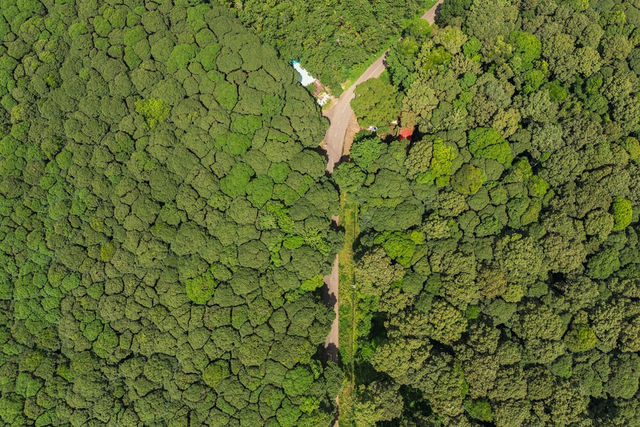 Rừng gỗ quý hơn 450 ha được trồng gần nửa thế kỷ