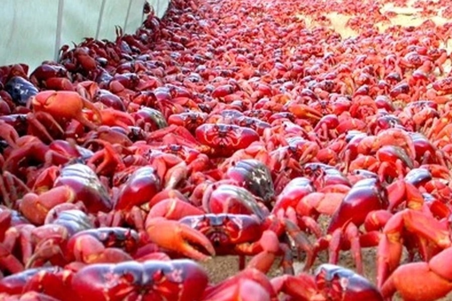 Hàng triệu con cua đỏ tràn ra đường, người dân phải né không giẫm lên chúng