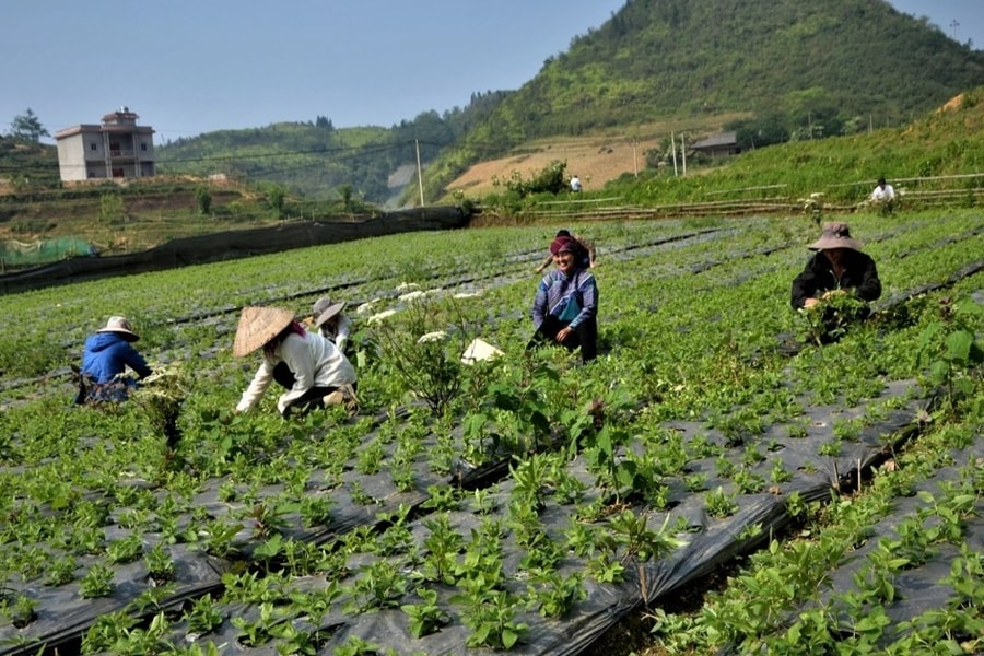 Lào Cai: Trồng dược liệu để thoát nghèo