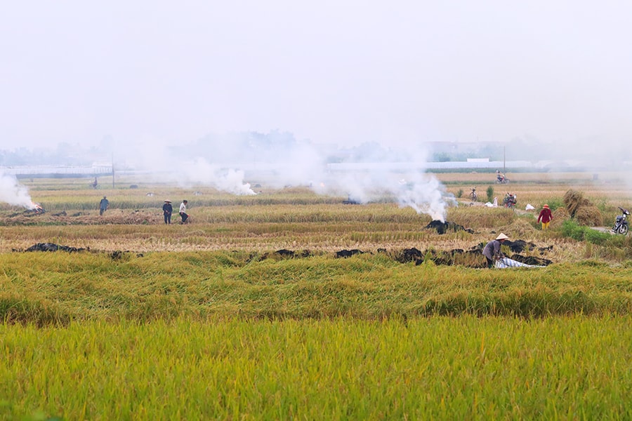 Giá đất nông nghiệp cao nhất tại Hà Nội dự kiến vẫn 290.000 đồng một m2