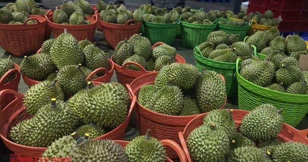 Diễn biến mới vụ hàng ngàn container sầu riêng ùn ứ