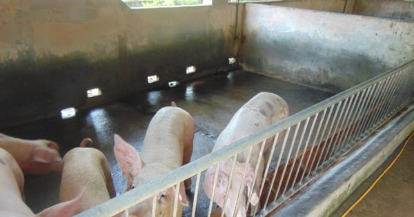 Giá heo hơi hôm nay, 25-10: Khu vực Tây Nam Bộ bất ngờ tăng giá