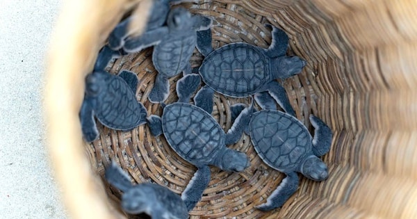 Thả hơn 120.000 rùa con về biển tại đặc khu Côn Đảo