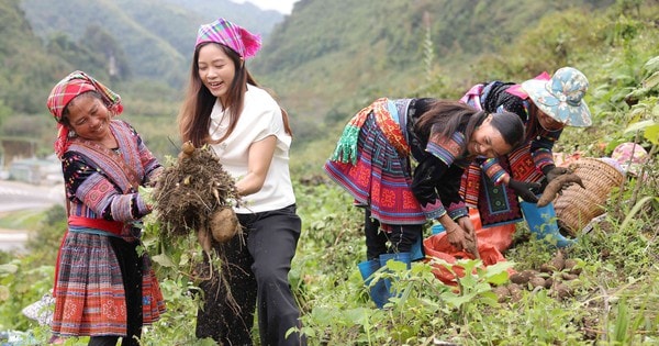 Khoai sâm đất vốn giá rẻ bèo trở thành đặc sản nhờ livestream