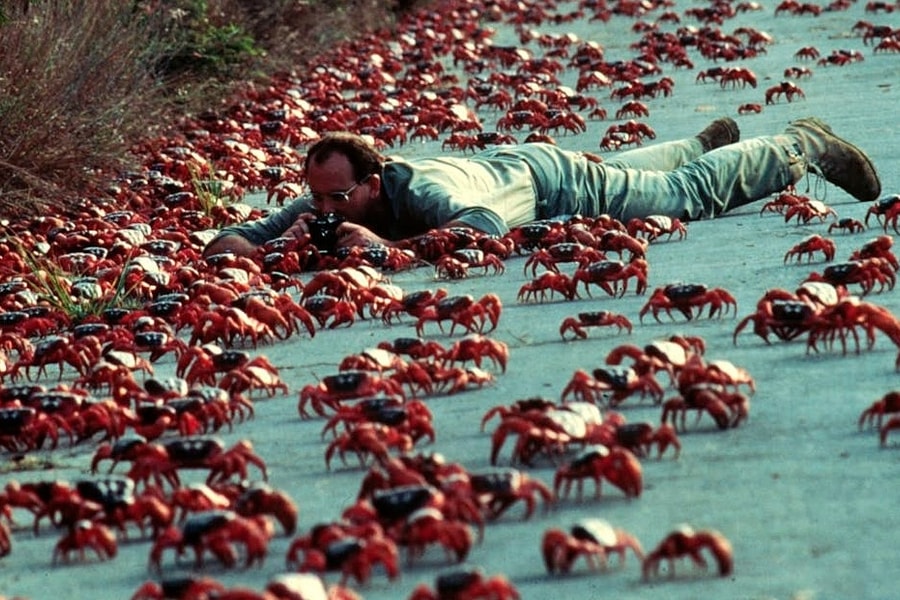 Hàng triệu cua đỏ tràn lên mặt đường trong mùa di cư ở Australia