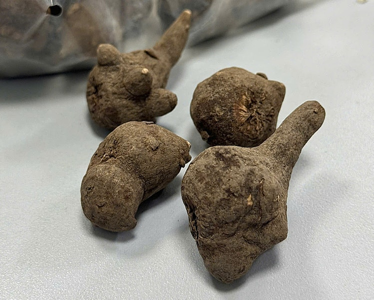 Uống nước củ ấu tàu chữa xương khớp, người phụ nữ suýt mất mạng