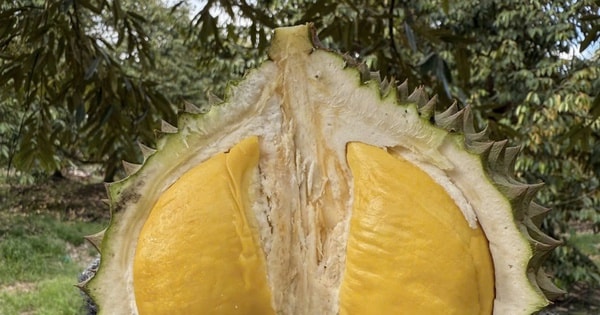 Quê hương của Musang King nhập khẩu sầu riêng Việt Nam để tiêu thụ nội địa