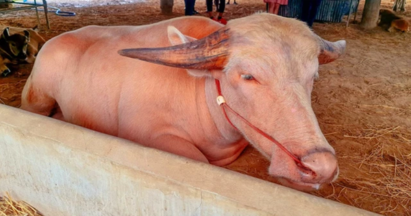 Con trâu bạch tạng được trả giá 1,4 tỷ đồng, chủ trâu cân nhắc mãi mới chịu bán