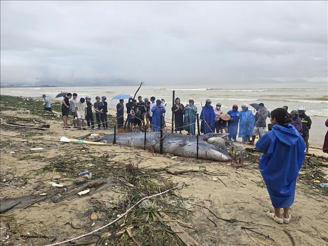 Xác cá Ông trôi dạt vào bờ biển Đà Nẵng