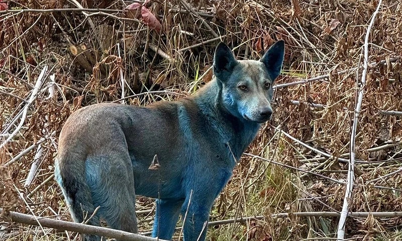 Bầy chó lông xanh gần nhà máy điện hạt nhân Chernobyl