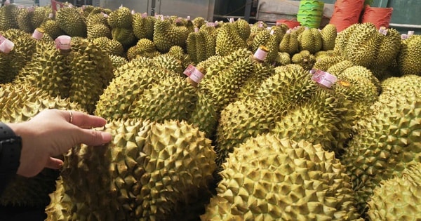 Giá sầu riêng tăng trở lại, bầu Đức tính trồng thêm 1.000 ha sầu riêng