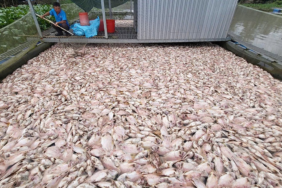 Hàng trăm tấn cá điêu hồng chết kín rạch ở Cần Thơ