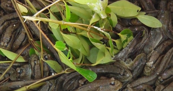 Giá nông thủy sản miền Tây: Loài cá biết leo cây ở Cà Mau hơn 300.000 đồng/kg