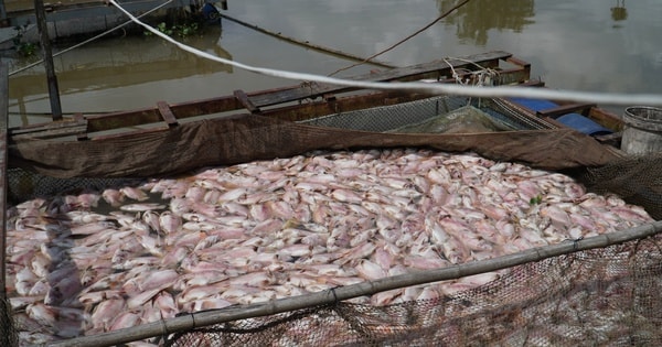 Hình ảnh cá diêu hồng chết trắng trong bè trước ngày xuất bán ở Cần Thơ