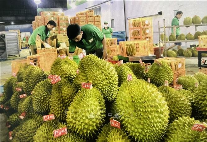 Xuất khẩu sầu riêng ổn định trở lại sau thời gian ngắn gián đoạn bởi kiểm nghiệm