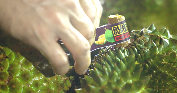 Cục Trồng trọt và Bảo vệ thực vật thông tin mới nhất về hoạt động kiểm nghiệm sầu riêng