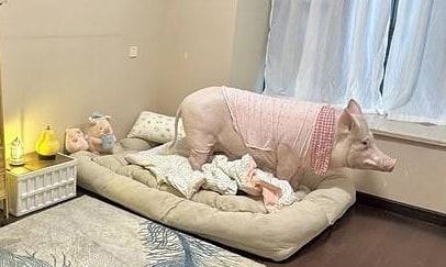 Chú lợn có cuộc sống 'sang chảnh'