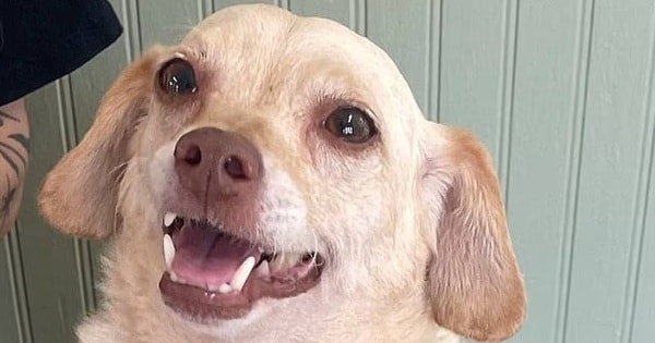 Chú chó thất lạc suốt 5 năm và cuộc đoàn tụ kỳ diệu với chủ