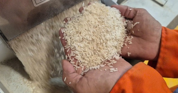 Những loại gạo nào có cơ hội ở thị trường nhập khẩu gạo tới 90%?