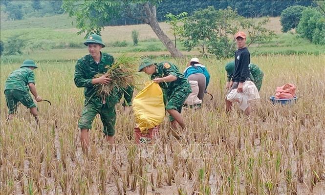 Bộ đội Biên phòng giúp dân thu hoạch lúa trong mưa lũ
