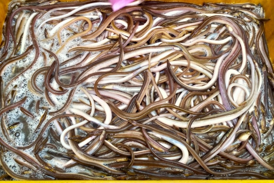 Đặc sản chỉ có trong lũ đầu mùa, dân chong đèn vớt kiếm tiền triệu mỗi đêm