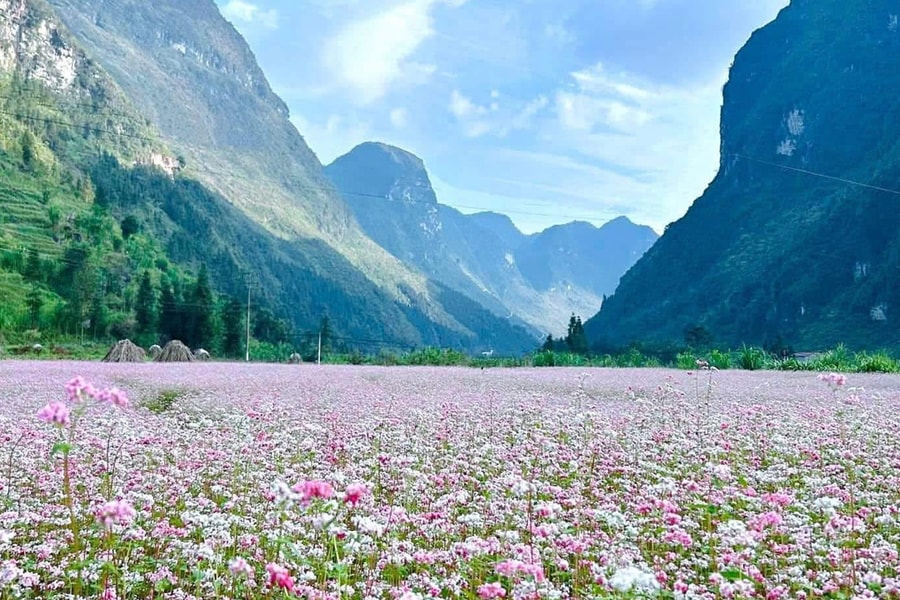 Lang thang miền Bắc theo mùa hoa dịp cuối năm