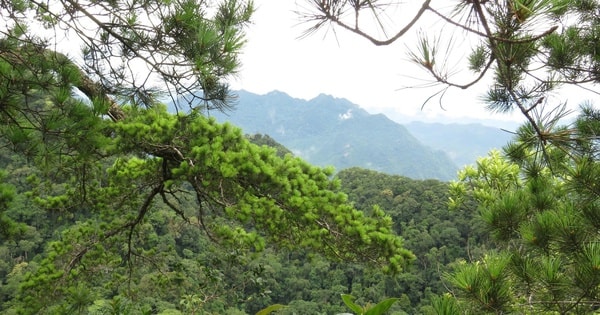 6 loài cây hạt trần quý hiếm có nguy cơ tuyệt chủng tại 1 khu rừng ở Thanh Hóa