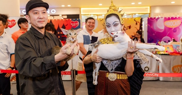 Lần đầu cặp đôi mèo "xấu nhất thế giới" có mặt tại TP HCM
