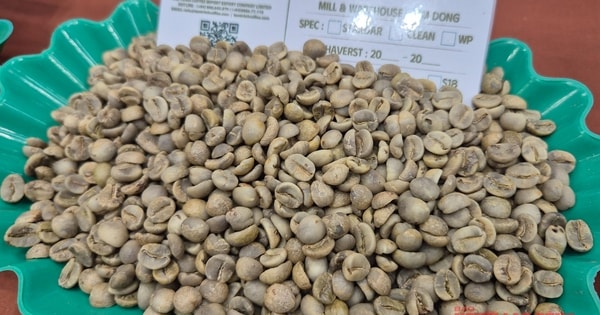 Giá cà phê hôm nay, 2-11: Điều chưa từng có ở vùng cà phê Sơn La