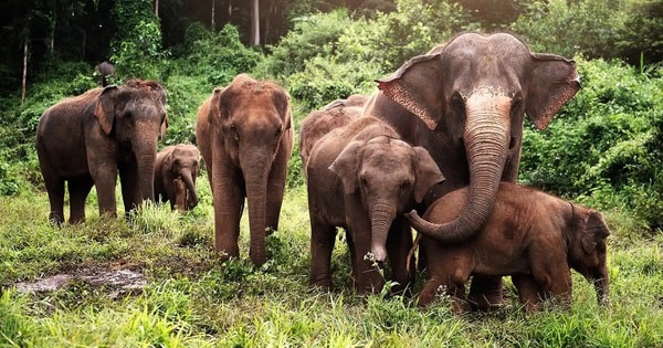 Bị đàn voi tấn công, một người đàn ông tử vong