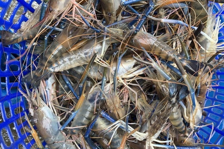 Giải bài toán về giá cả và đầu ra cho tôm càng xanh U Minh Thượng