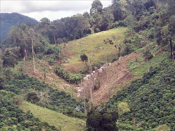 Làm rõ vụ phá rừng trên diện tích 1,41 ha ở Lâm Đồng