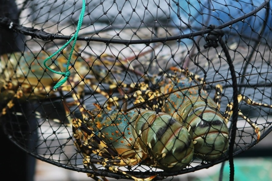 Tôm hùm giảm giá trước bão Kalmaegi, người nuôi vẫn tranh thủ bán sớm