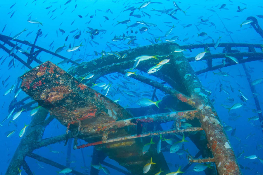 Cách tàu đắm của Thái Lan 'cứu' quần thể sinh vật biển