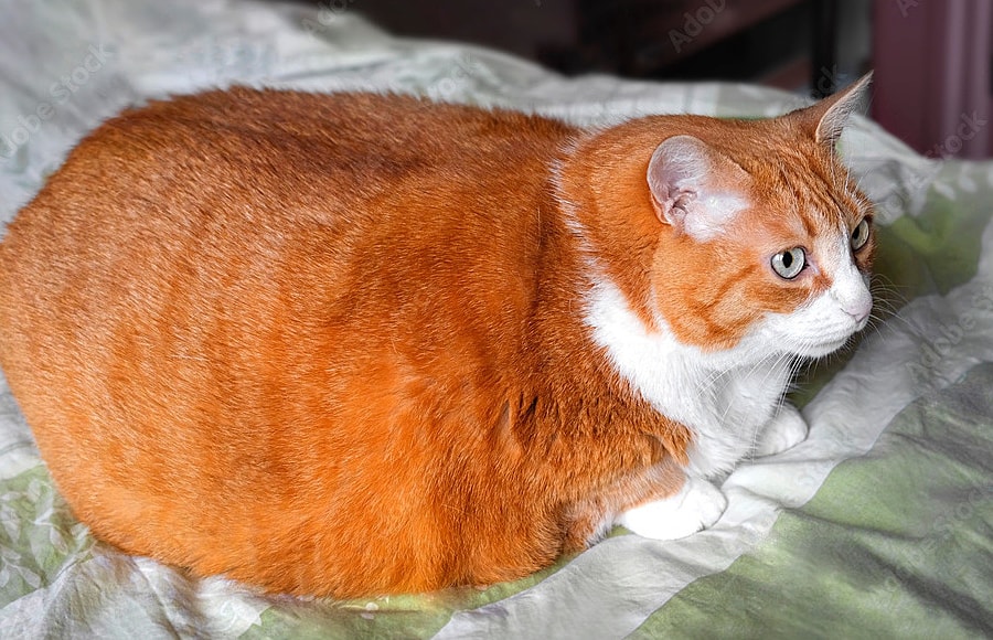 Chủ liên tiếp hầu tòa vì thú cưng phóng uế bậy